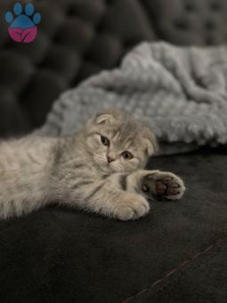 Scottish Fold Oğluma Eş Arıyorum