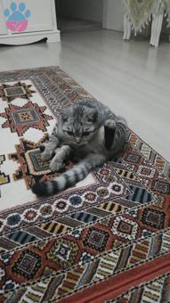 British Shorthair Oğlumuz İçin Eş Arıyoruz