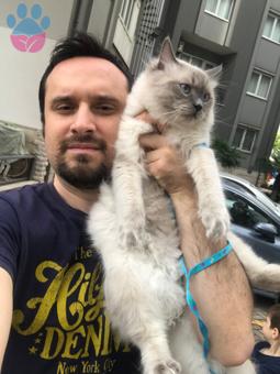 Ragdoll Cinsi Oğlumuza Ragdoll Cinsi Dişi Arıyoruz