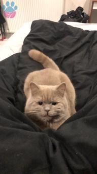 British Shorthair Gofret’e Dişi Eş Arıyoruz