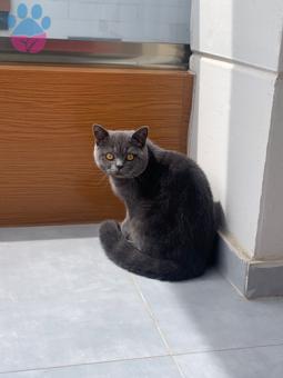 British Shorthair 8 Aylık Kedime Eş Arıyorum