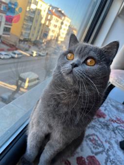 British Shorthair Kızgınlıkta Oğluma Eş Arıyorum