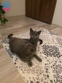 British Shorthair 9 Aylık Oğlum Venüse Eş Arıyorum