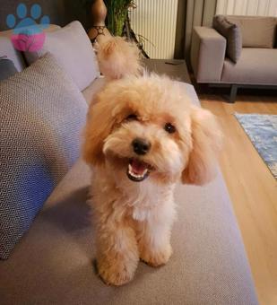 Toy Poodle Oğlumuza Dişi Eş Arıyoruz