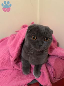 Scottish Fold 9 Aylık Kedime Eş Arıyorum