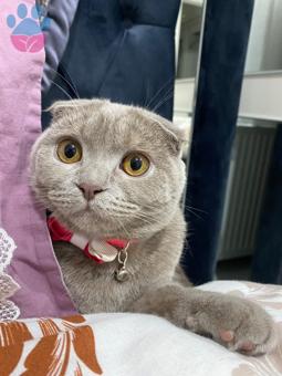 Scottish Fold 8 Aylık Dişi Kedime Eş Arıyorum