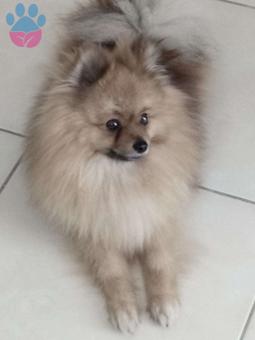 Pomeranian Boo 2 Yaşındaki Oğlumuza Eş Arıyoruz