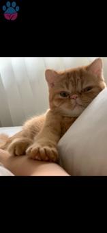 Exotic Shorthair Kızımıza Yakışıklı Damat Adayı Arıyoruz