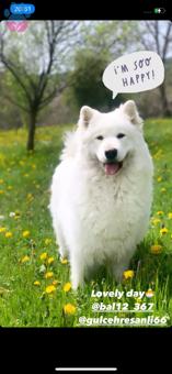 Samoyed 3 Yaşında Kızıma Eş Arıyorum