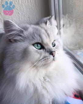 British Longhair Molly Oğlumuza Gelin Adayları Arıyoruz