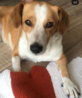 Beagle Cinsi Oğluma Eş Arıyorum