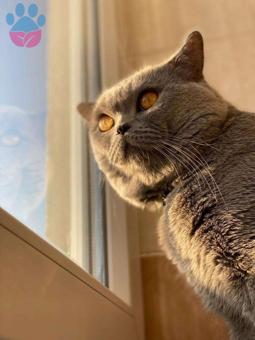 Safkan British Shorthair Kedime Eş Arıyorum