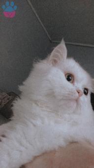 1 Yaşında İran Kedisi Oğluma Eş Arıyorum ?