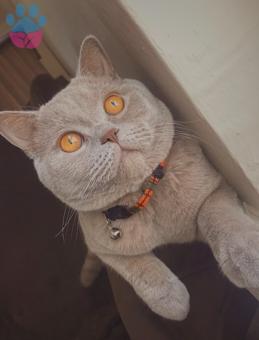 Lilac British Oğlumuza Eş Arıyoruz