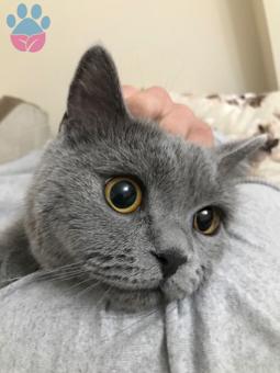 British Shorthair Damat Adayımızı Arıyoruz