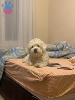 Maltese Terrier Köpeğime Dişi Eş Arıyorum