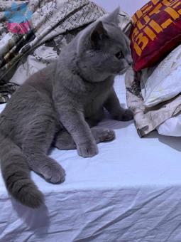 British Shorthair 9 Aylık Oğluma Eş Arıyorum