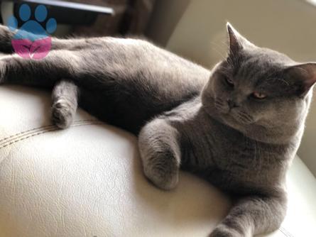 British Shorthair Erkek 3 Yaşında