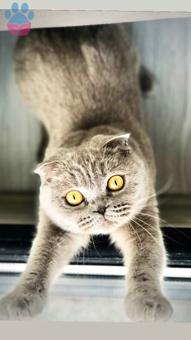 Dişi Scottish Fold 1,5 Yaşında