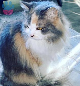 İran Kedisi Cinsi Badem&#8217;e Koca Aranıyor ?