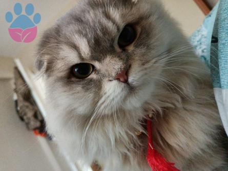 Scottish Fold 7 Aylık Şu An Kızgınlıkta