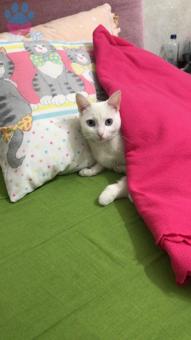 Ankara Kedisi Kızıma Eş Arıyorum