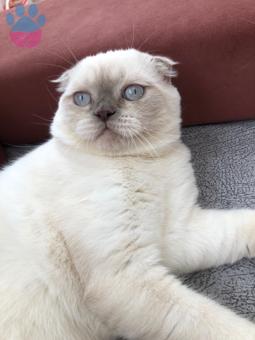 Scottish Fold 11 Aylık Blue Point Eş Arıyor