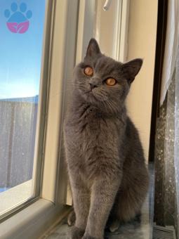 British Shorthair Kızıma Damat Adayı Arıyoruz