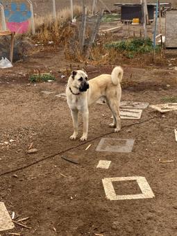 Kangal Duman Oğlumuza Eş Arıyoruz