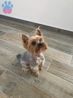 Yorkshire Terrier Oğlumuza Eş Arıyoruz