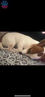 Jack Russell 3 Yaşındaki Köpeğime Eş Arıyorum