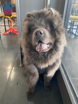 Mia ? 11 Aylık Dişi