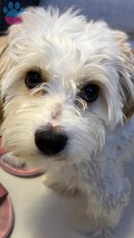 Maltese Terrier 2 Yaşında Aşıları Tam