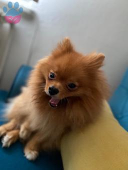 Pomeranian Boo Ares 2.5 Yaşında Eş Arıyor
