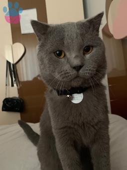 British Shorthair Oğluma Eş Arıyorum