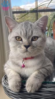 British Shorthair 9 Aylık Oğluma Eş Arıyorum