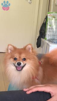 Pomeranian Boo Erkek Köpeğimize Dişi Eş Arıyoruz