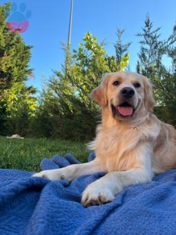 Golden Retriever 2 Yaşındaki Sakin Oğlumuza Eş Arıyoruz