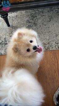 Pomeranian Boo Cinsi 1 Yaşındaki Oğluma Eş Arıyorum