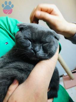 Scottish Fold Oğlum Dumana Eş Arıyoruz