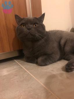 1 Yaşında British Shorthair Oğluma Eş Arıyorum