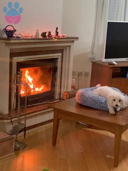 Maltese Terrier Casper Oğluma Eş Arıyorum