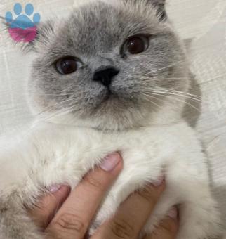 British Shorthair Kızım İçin Eş Arıyorum