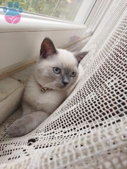 British Shorthair Blue Point Kızıma Eş Arıyorum