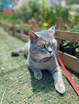 British Shorthair Duman Eş Arıyor 3.5 Yaşında