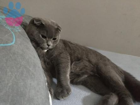 Scottish Fold Oğluşuma Eş Arıyoruz ❤️