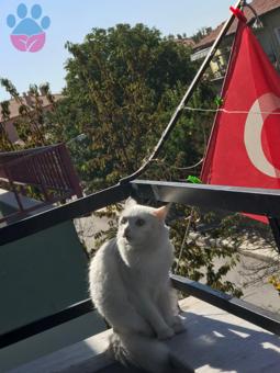 Ankara Kedisi Eylül Hanıma Eş Arıyoruz