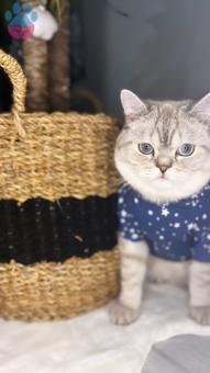 British Shorthair 1 Yaşında Oğluma Eş Arıyorum