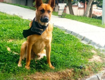 Belgian Malinois Oğluma Eş Arıyoruz