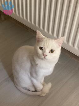 Scottish Fold Dişi Kedime Eş Arıyorum